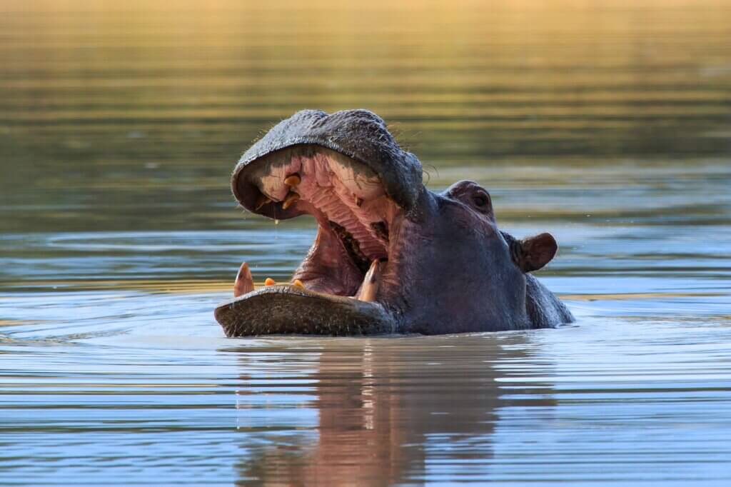 Genieße deinen Morgenkaffee mit einem wunderschönen Blick auf den Hippo Pool