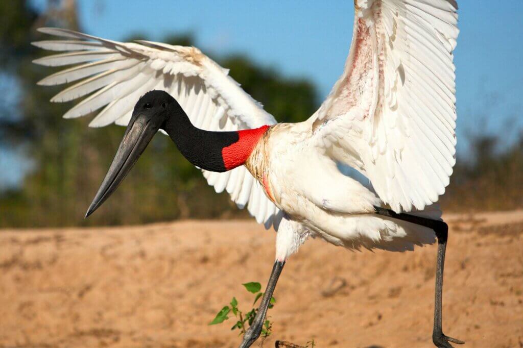 Jabiru Störche