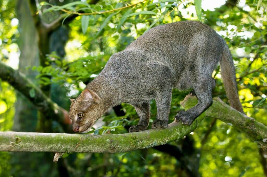 Jaguarundis