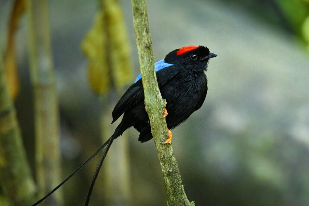 Langschwanzpipras
