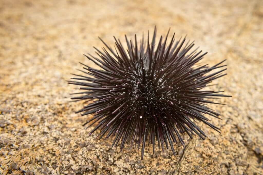 Seeigel