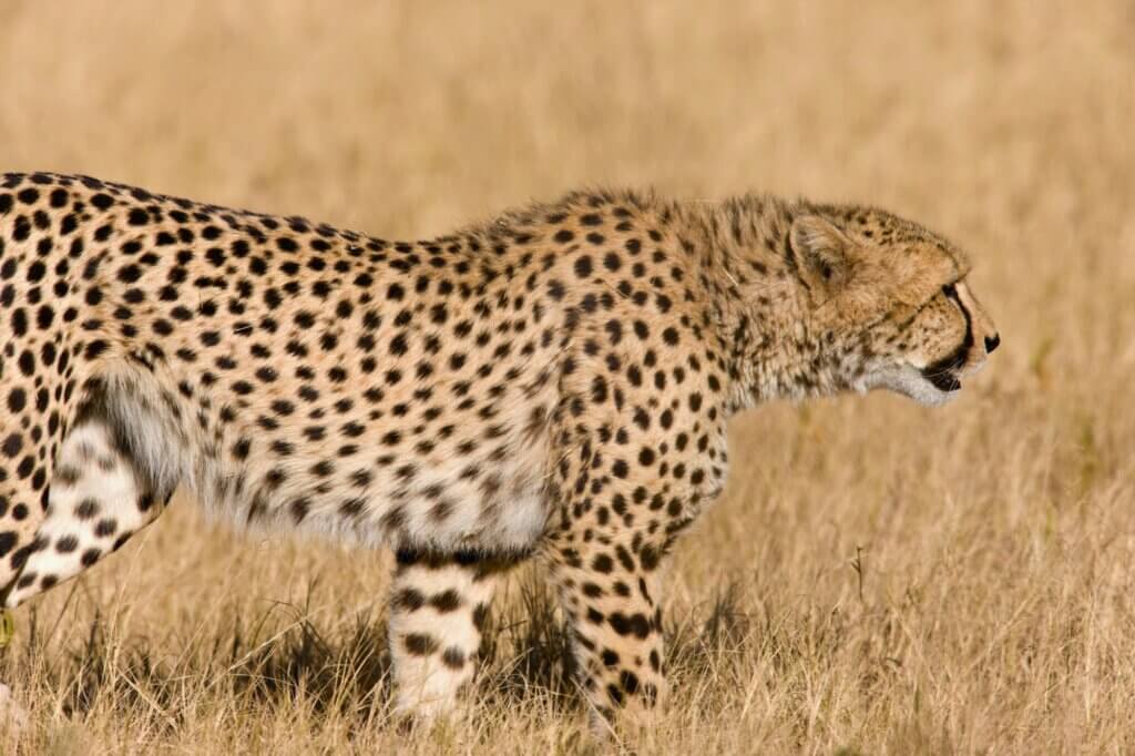 Folge den Spuren der Raubkatzen auf einem morgendlichem Game Drive