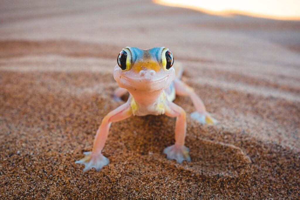 Kleiner Gecko auf der Little Five Tour