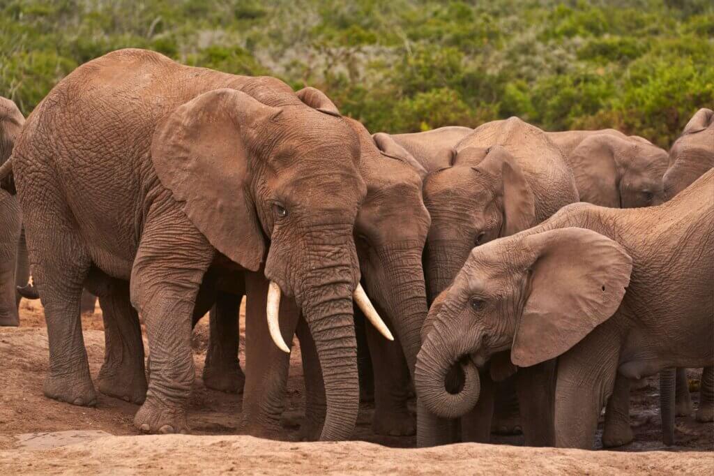 Addo ist Heimat hunderter Elefanten – hier begegnen dir die Grauen aus nächster Nähe, immer mit Respekt für ihre Welt