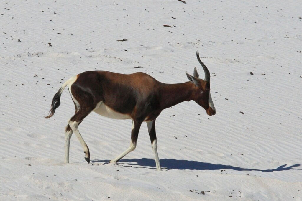 Beobachte Antilopen am schneeweißen Sandstrand