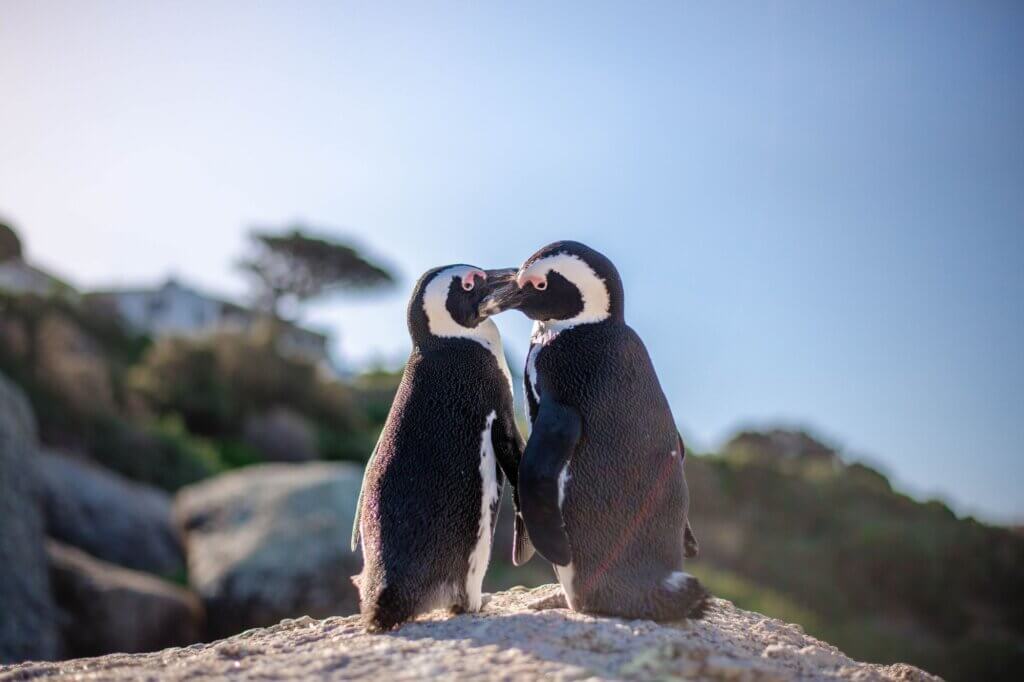 Pinguin-Eltern kümmern sich am Boulders Beach um ihren Nachwuchs – ein schönes Zeichen für erfolgreichen Schutz.