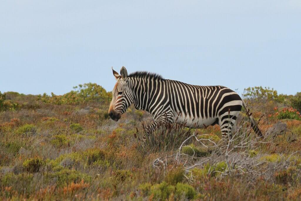 Kap-Bergzebra