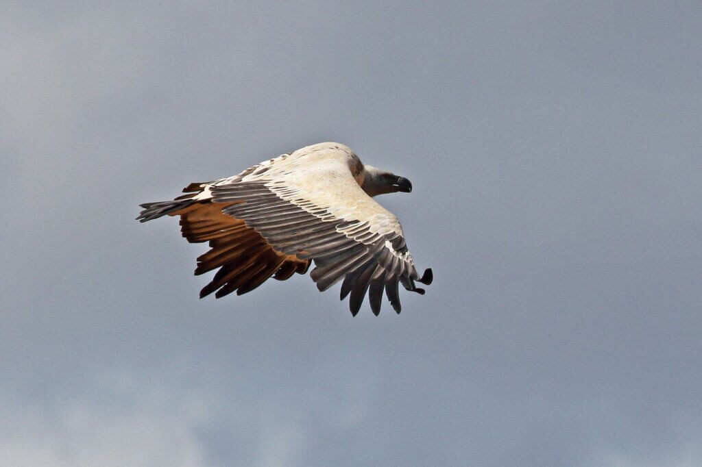 Beobachte die letzten Geier am Himmel über Potberg