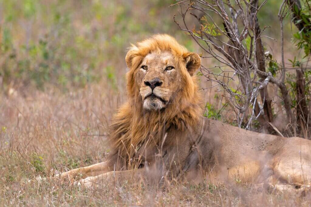Beobachte die sanften Riesen am Wasserloch – im Kruger Nationalpark begegnen sich Elefanten und Reisende auf Augenhöhe