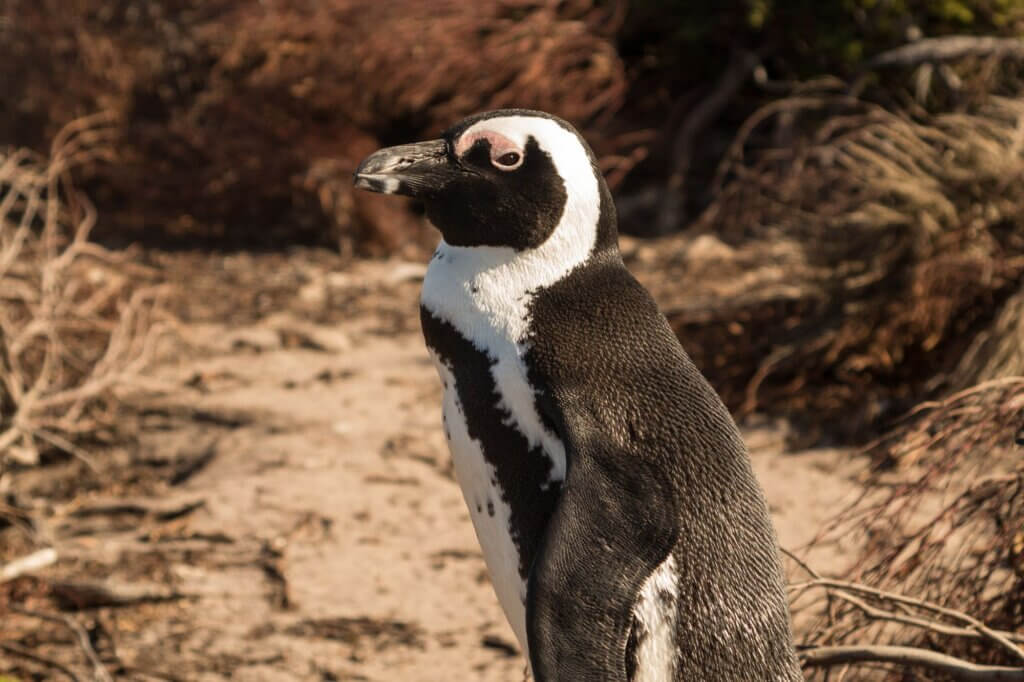 Beobachte Pinguine und Klippschliefer in Betty's Bay