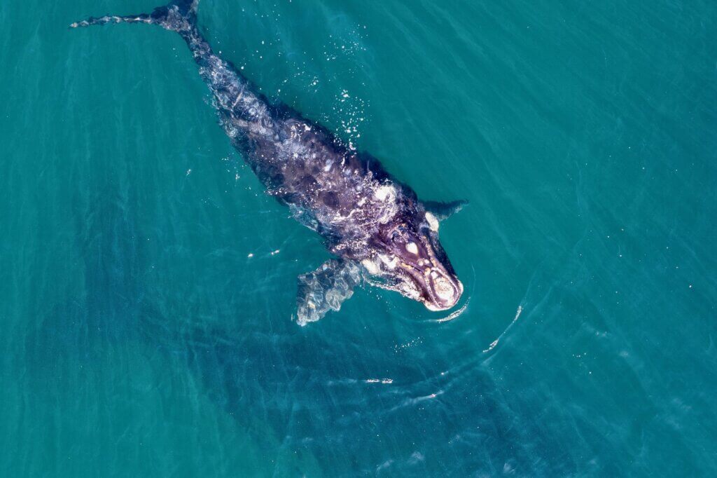 Beobachte Wale in aller Ruhe von den weißen Dünen