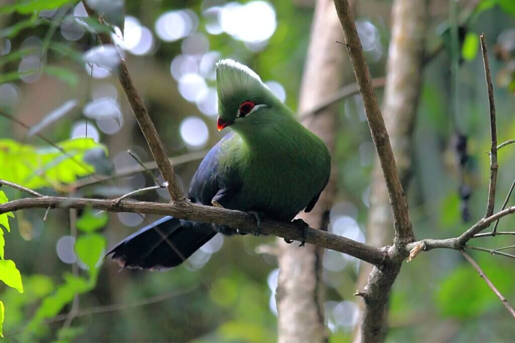 Beobachte den schillernden Turako im dichten Küstenwald