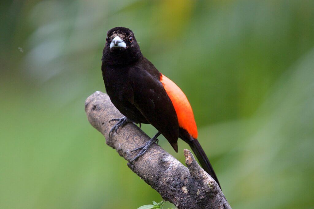 Cherrie Tangaren