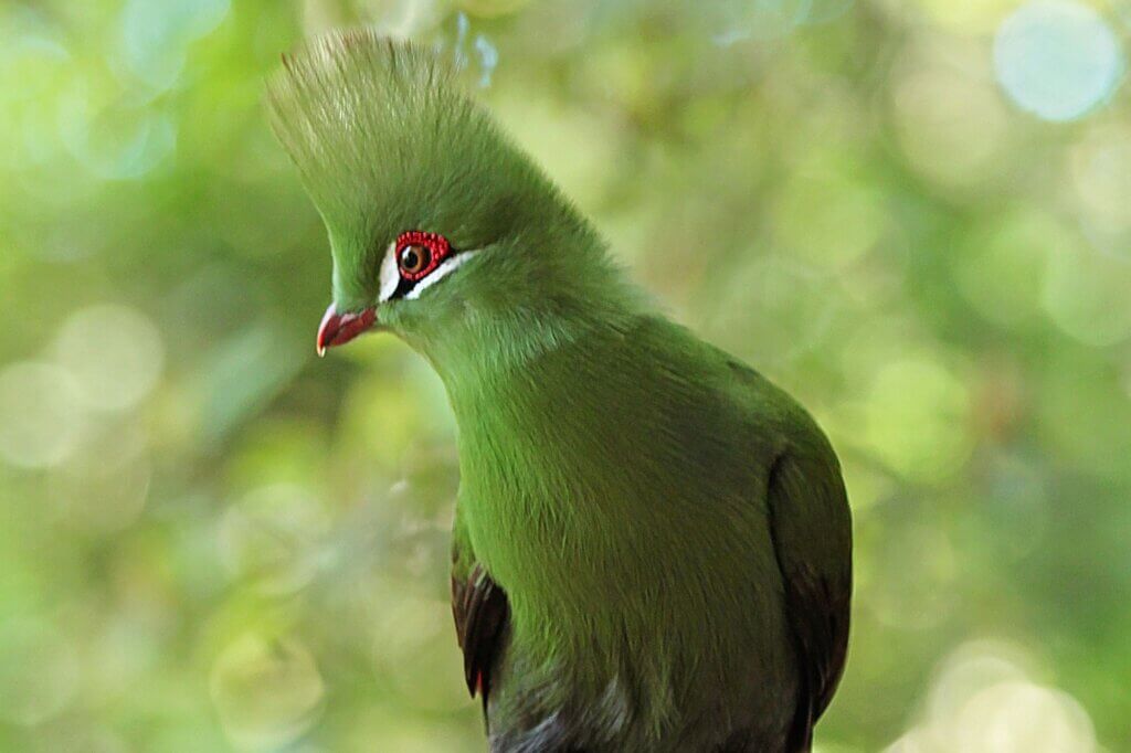 Knysna Loerie