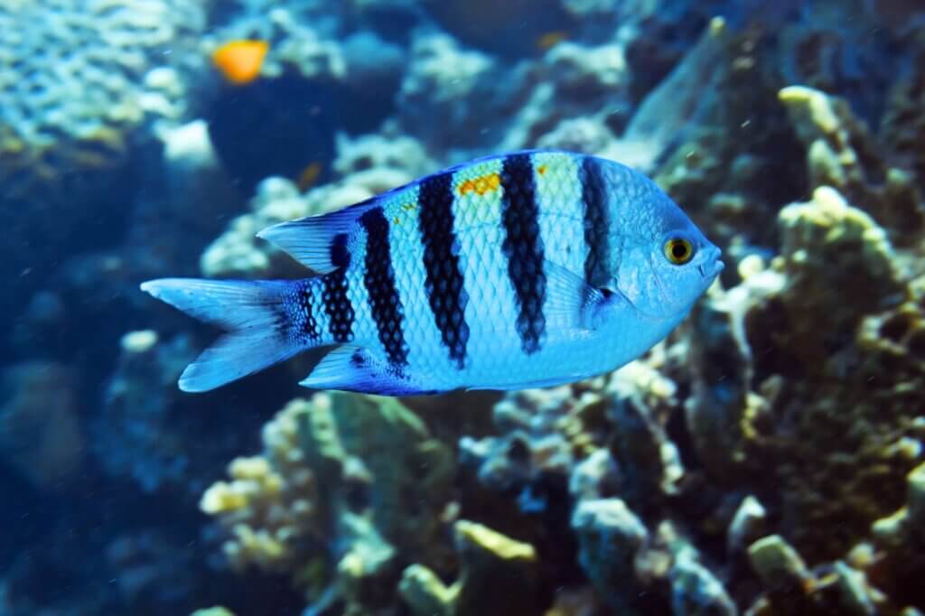 Indo-Pazifische Feldwebelfische