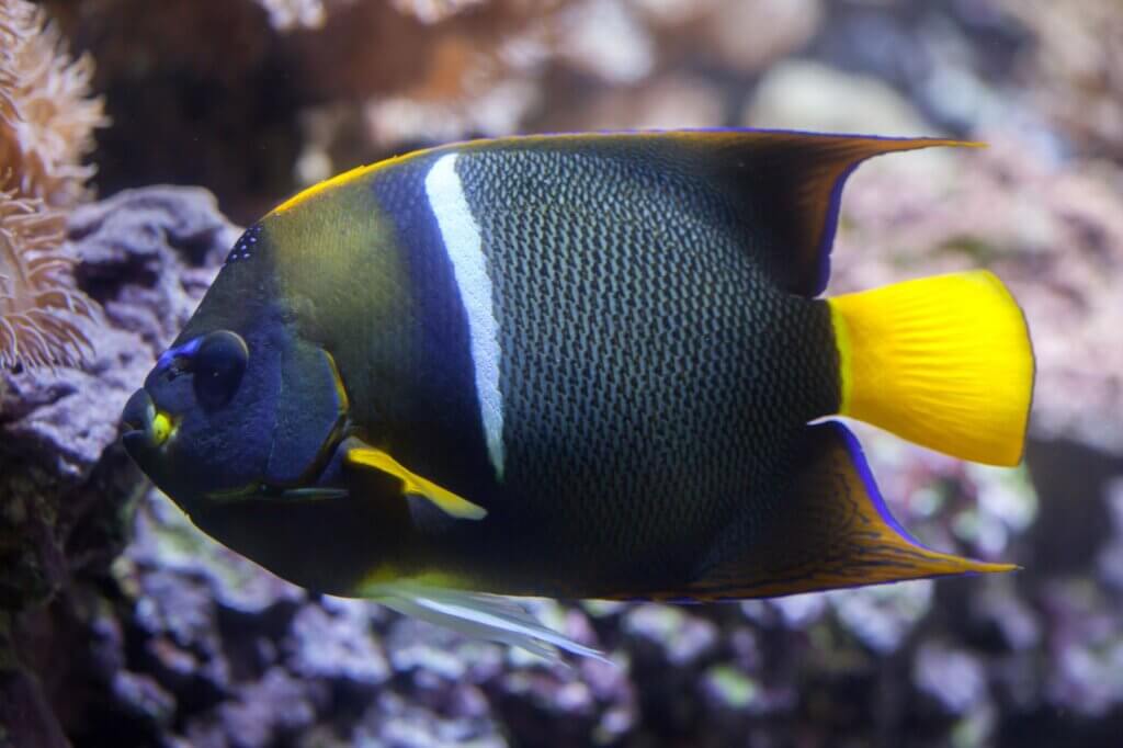 Kaiserfische