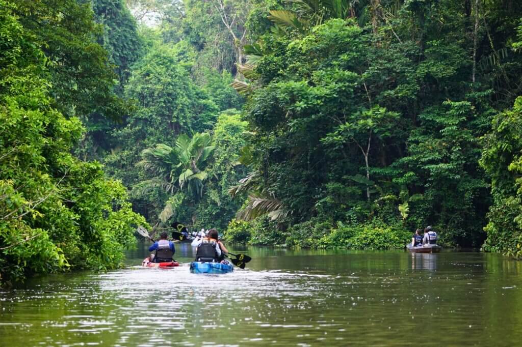 Lautlose Tierbeobachtung vom Kanu aus im Nebel – Tortuguero