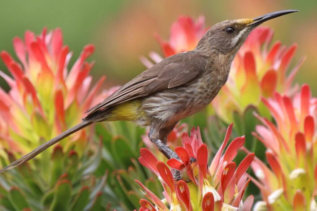 Beobachte den Kaphonigvogel beim Balancieren im Blütenmeer