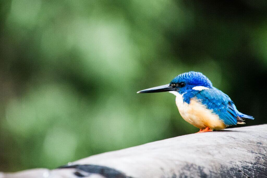 Kobalteisvogel