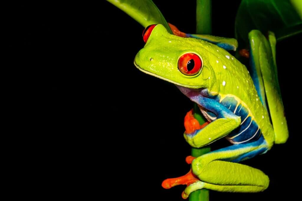 Gehe auf Nachtsafari und finde den berühmtesten Frosch Costa Ricas 