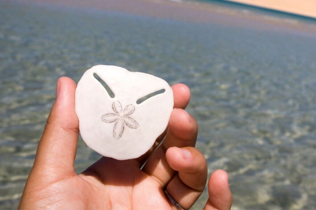 Spaziere die Sandbank entlang und halte Ausschau nach Pansy Shells
