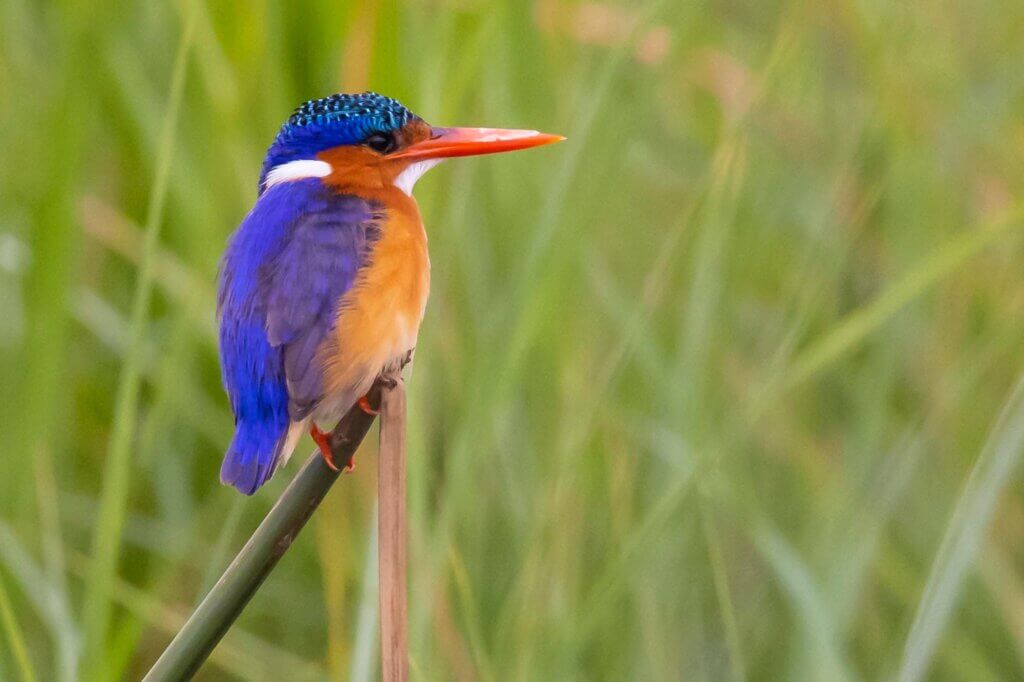 Starte den Tag mit Vogelbeobachtung an einem ruhigen See
