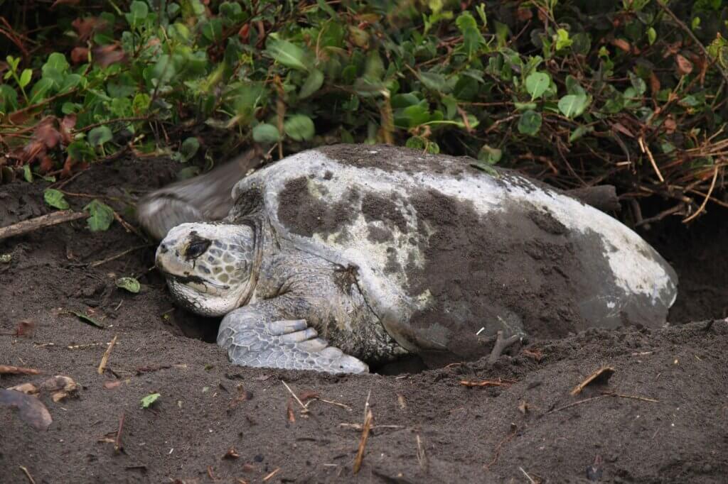Eiablage einer Meeresschildkröte bei Nacht am Tropenstrand