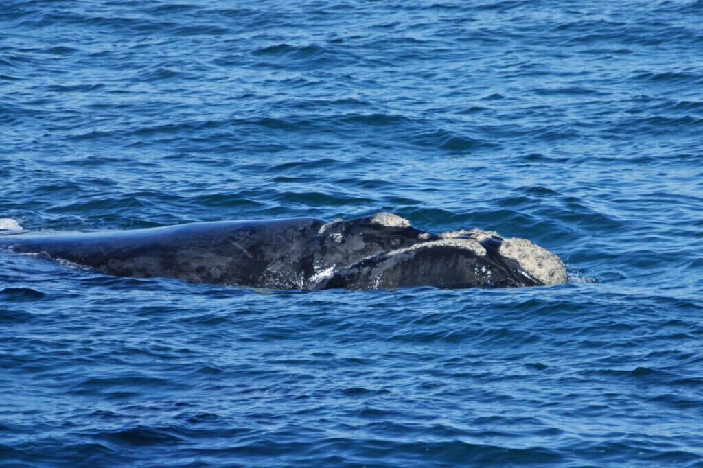 Beobachte Buckelwale und Südkaper bei einer Bootstour vor Plettenberg