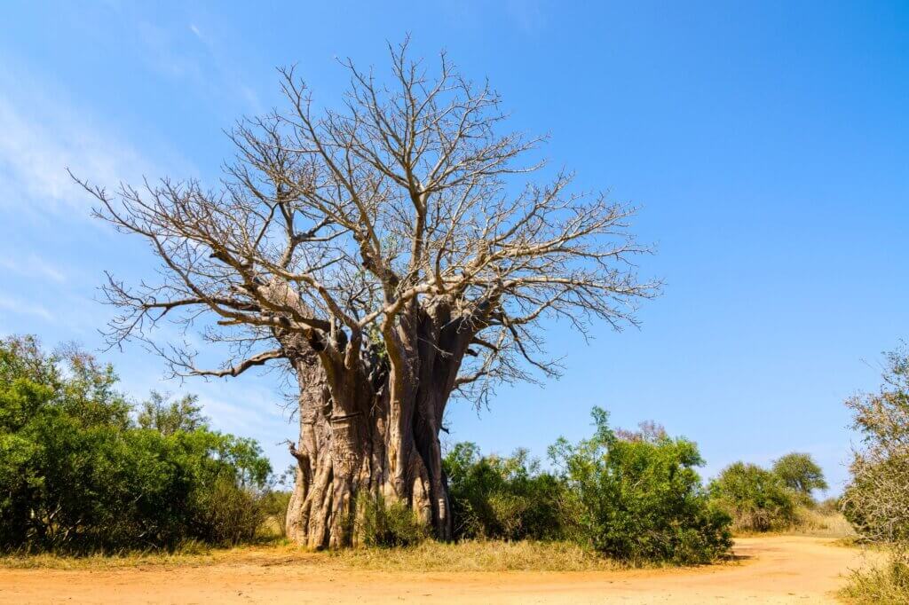 Südlichster Baobab im Kruger Park