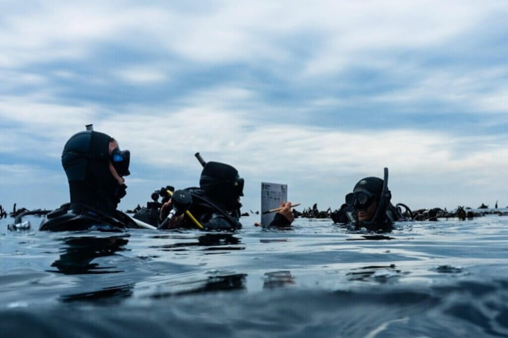 Oktopus im südafrikanischen Kelpwald – faszinierende Begegnung beim umweltbewussten Schnorcheln.