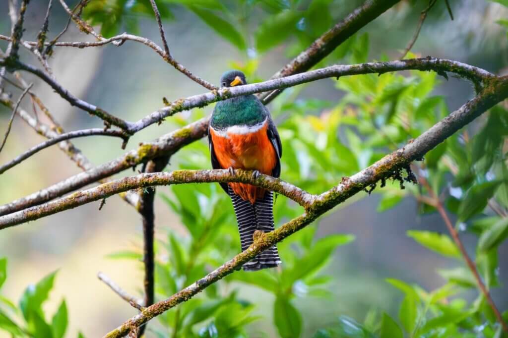 Goldbauchtrogon
