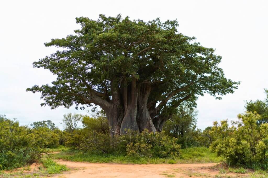 Suche nach dem Leoparden am südlichsten Baobab