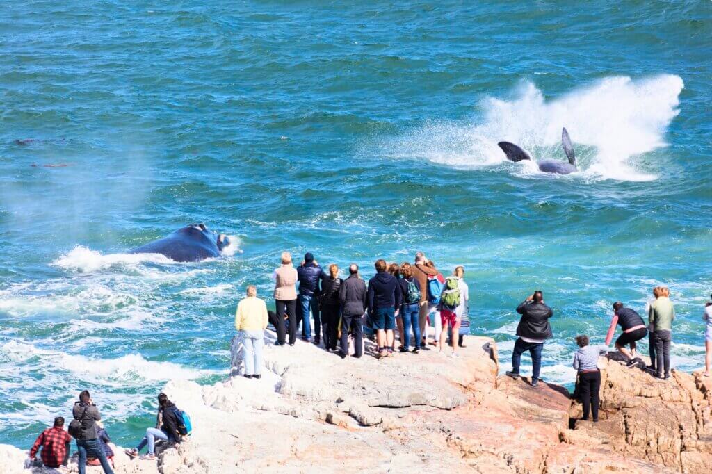 Hermanus: Alles für deine Reiseplanung