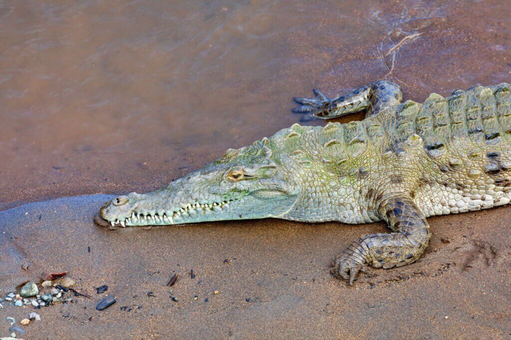 Blicke von der Brücke auf die größten Krokodile Costa Ricas