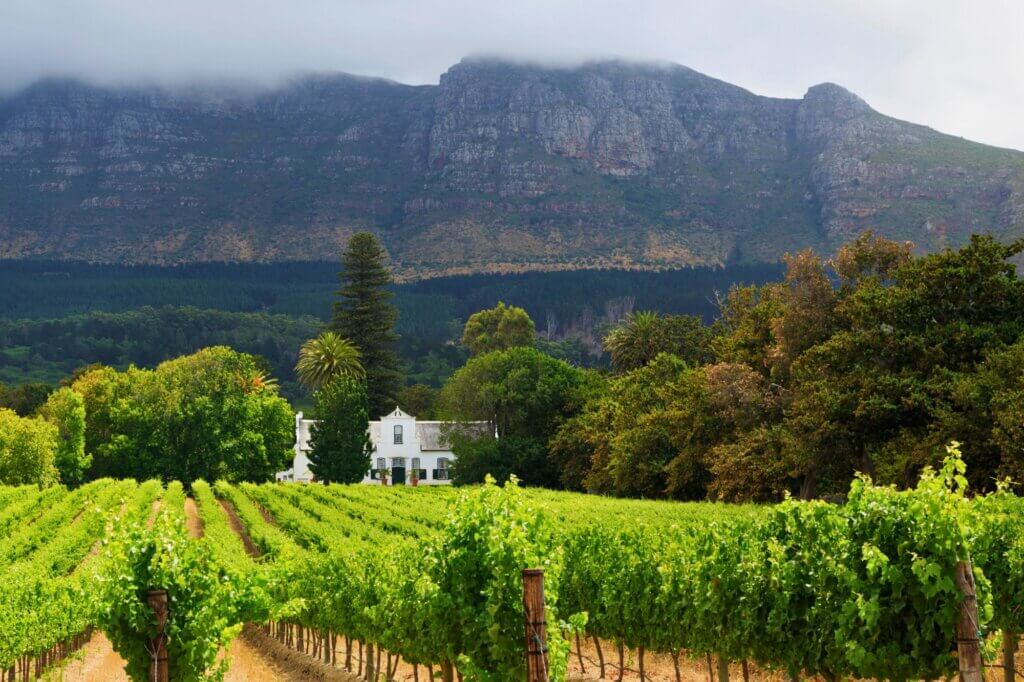 Weinreben im Licht des Spätnachmittags in den Winelands