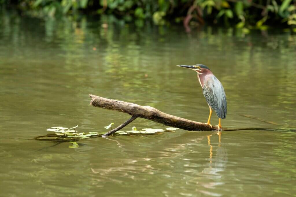 Vogelbeobachtung und Affensichtungen auf der Bootstour – Tortuguero