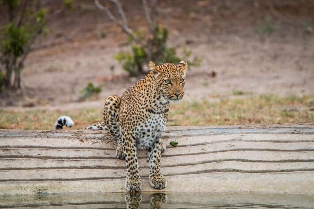 De Laporte Waterhole