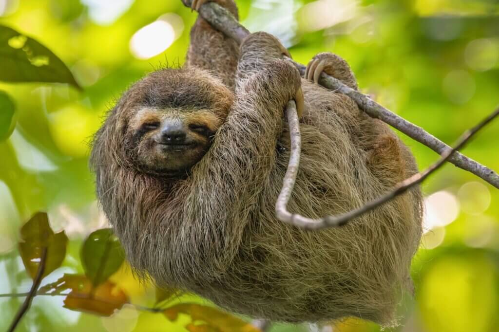 Gehe auf die Suche nach Faultieren im dichten Nebelwald
