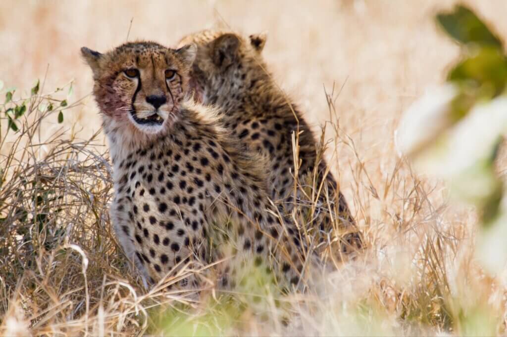 Halbtägiger Game Drive ab Orpen Rest Camp