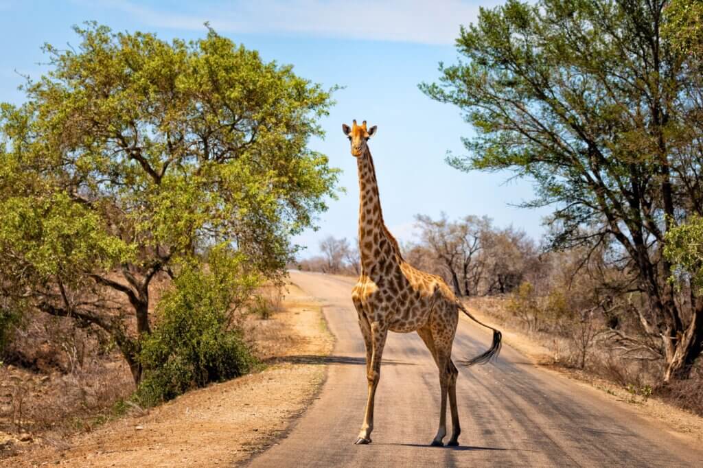 Halbtägiger Game Drive ab Crocodile Bridge Rest Camp (Teerstraße)