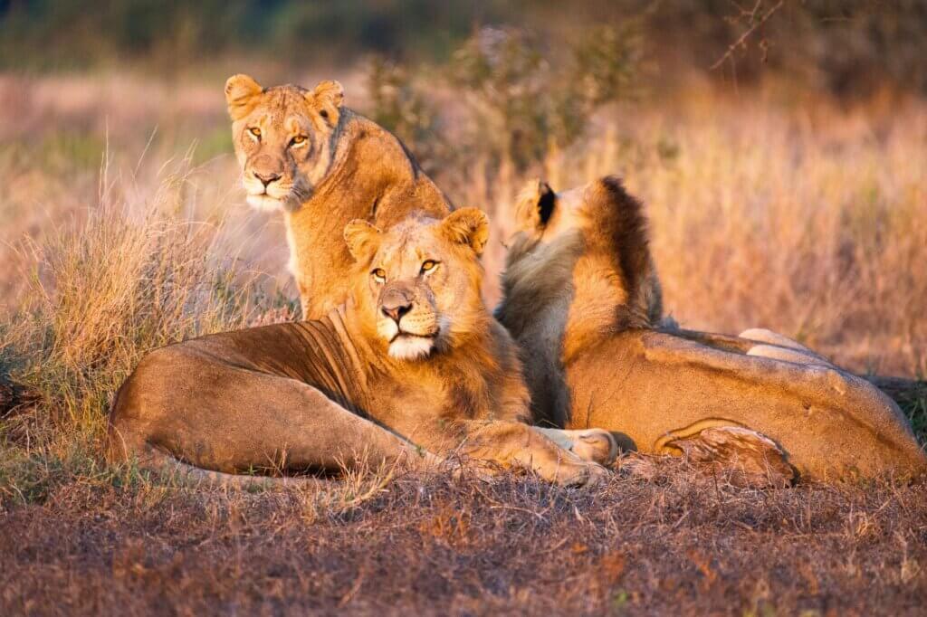 Halbtägiger Game Drive ab Satara Rest Camp (Teerstraße)