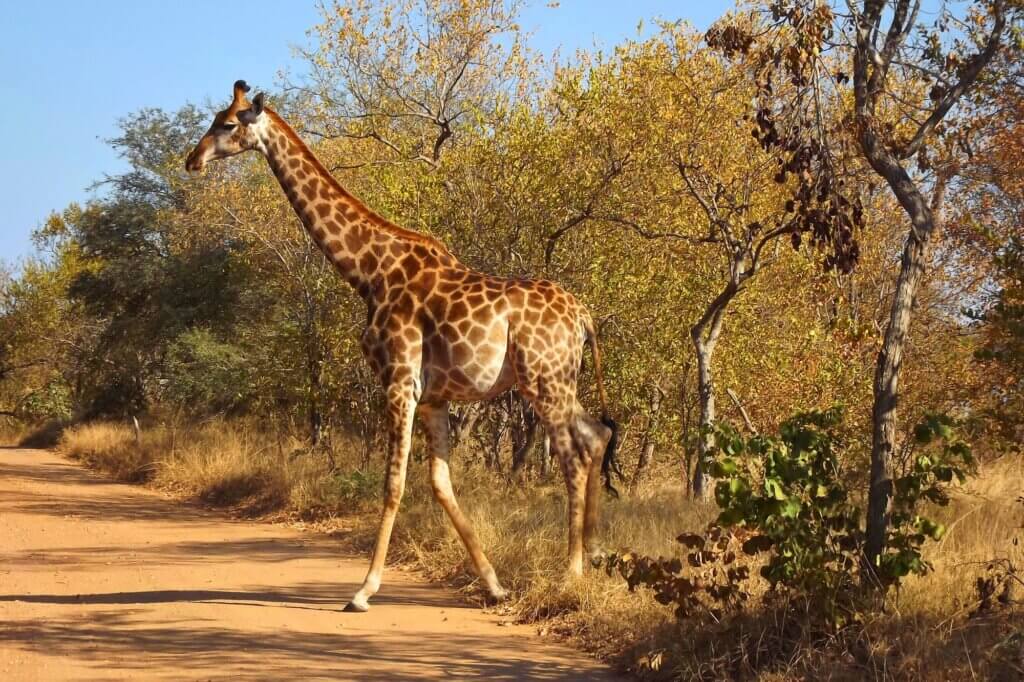 Sunset Game Drive ab Skukuza Rest Camp