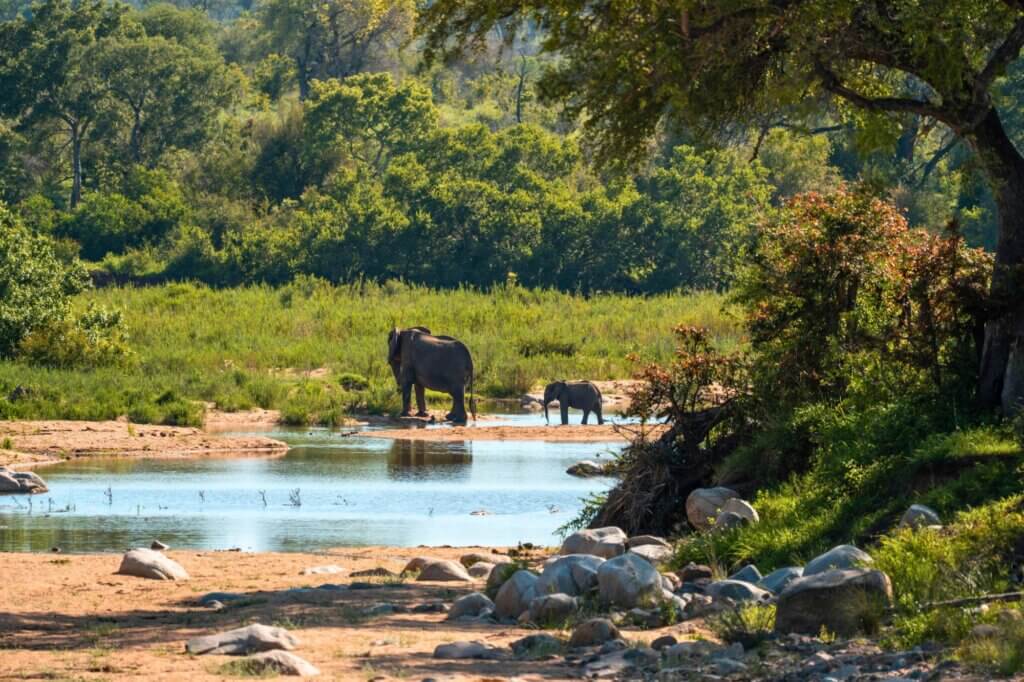 Beobachte Elefanten und Flusspferde während deiner Picknickpause