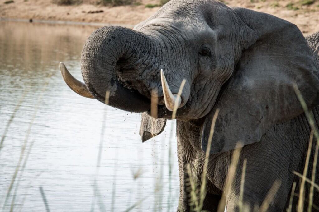 Olifants Wasserloch