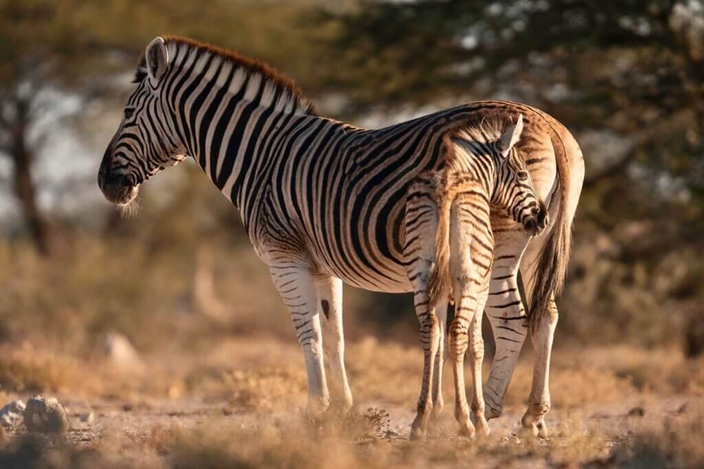 Fotografiere Wildtiere am Wasserloch aus der Bodenperspektive