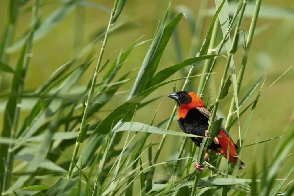 Ratelpan Hide