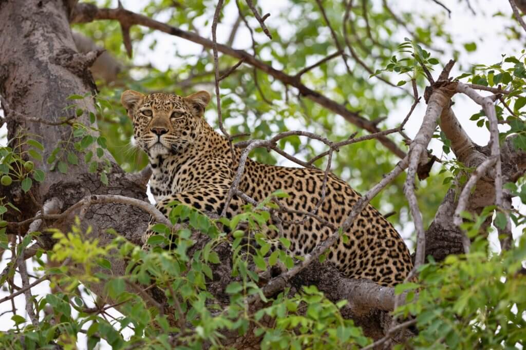 Sunset Game Drive ab Lower Sabie Rest Camp