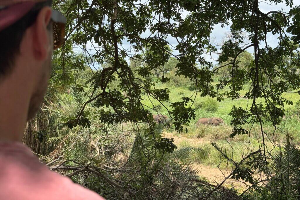 Trinke einen Cappuccino, während Elefanten an dir vorbeiziehen