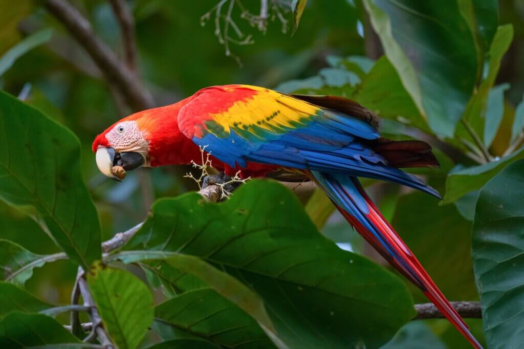 Hellrote Aras sind am besten in den Randgebieten von Manuel Antonio zu sehen