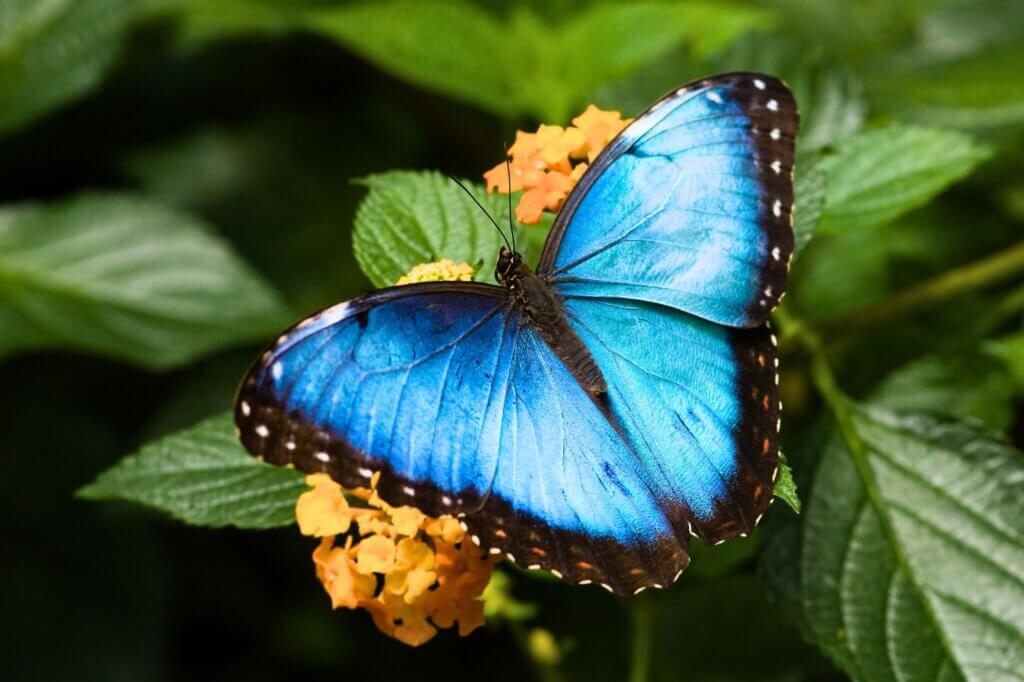 Blauer Morphofalter